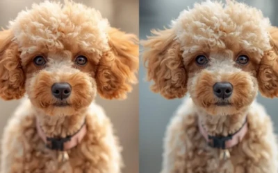 Common Mistakes in Pet Photo Editing and How Experts Fix Them